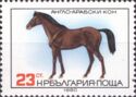 English-Arabian Horse (Equus ferus caballus)