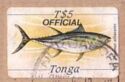Yellowfin Tuna (Thunnus albacares)