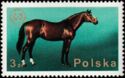 Wielkopolska Horse (Equus ferus caballus)