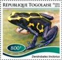 Dendrobates tinctorius