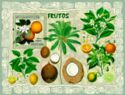 Fruits