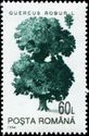 Common Oak (Quercus robur)