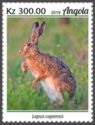 Cape hare (Lepus capensis)