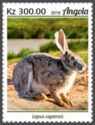 Cape hare (Lepus capensis)