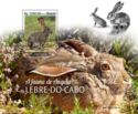 Cape hare (Lepus capensis)