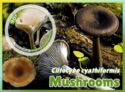 Clitocybe cyathiformis