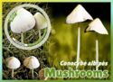 Conocybe albipes