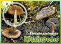 Inocybe assimilata