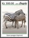 Chapman's Zebra (Equus quagga chapmani)
