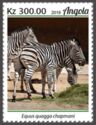 Chapman's Zebra (Equus quagga chapmani)