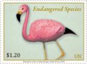Andean Flamingo (Phoenicoparrus andinus)