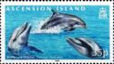 Common Bottlenose Dolphin (Tursiops truncatus)