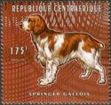 Welsh Springer
