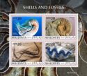 Shells and Fossils