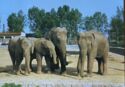 Dvůr Králové nad Labem ZOO. Elephants