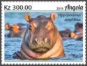 Common Hippopotamus (Hippopotamus amphibius)