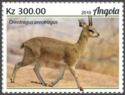 Angola Klipspringer (Oreotragus oreotragus tyleri)
