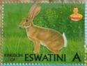 Scrub Hare (Lepus saxatilis)