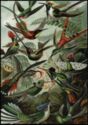 Ernst Haeckel - »Trochilidae – Kolibris« (hummingbirds)