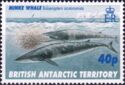 Antarctic Minke Whale (Balaenoptera acutorostrata)