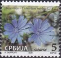 Common Chicory (Cichorium intybus)