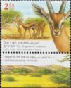 Acacia Gazelle (Gazella acaciae)