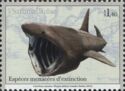 Basking Shark (Cetorhinus maximus)