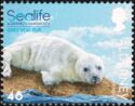 Grey Seal Pup