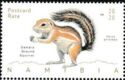 Damara Ground Squirrel (Xerus princeps)