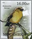 Lesser Koa Finch Rhodacanthis flaviceps †