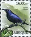 Kosrae Starling Aplonis corvina †