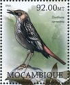 Bonin Thrush Zoothera terrestris †