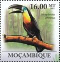 Channel-billed Toucan Ramphastos vitellinus