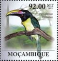 Collared Aracari (Pteroglossus torquatus)