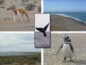 Site UNESCO Argentine - Peninsula Valdez - Penguin - Whale - Guanaco