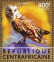 African Grass-Owl (Tyto capensis) (see Description)
