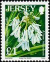 Three-cornered Garlic (Allium triquetrum)