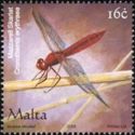 Scarlet Darter (Crocothemis erythraea)
