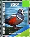 Harlequin Duck (Histrionicus histrionicus)