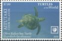 Olive Ridley Sea Turtle (Lepidochelys olivacea)