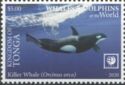 Killer Whale (Orcinus orca)
