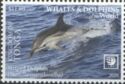 Striped Dolphin (Stenella coeruleoalba)