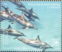 Spinner Dolphin (Stenella longirostris)