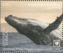Humpback Whale (Megaptera novaeangliae)