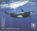 Killer Whale (Orcinus orca)
