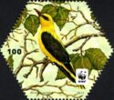 Golden Oriole (Oriolus oriolus)