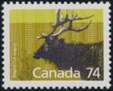 Wapiti (Cervus canadensis)