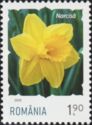 Daffodil (Narcissus pseudonarcissus)