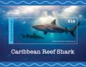 Caribbean Reef Shark (Carcharhinus perezi)