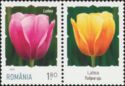 Tulip (Tulipa sp.)